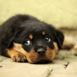 Cachorro pode comer ovo?