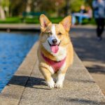4 doenças recorrentes em cachorros transmissíveis à humanos