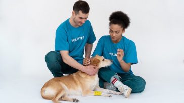 2 projetos de assistência animal que você precisa conhecer