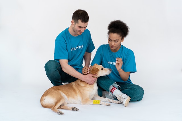 2 projetos de assistência animal que você precisa conhecer