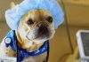 Curso de Cuidados Clínicos No Pós-Operatório De Cães e Gatos