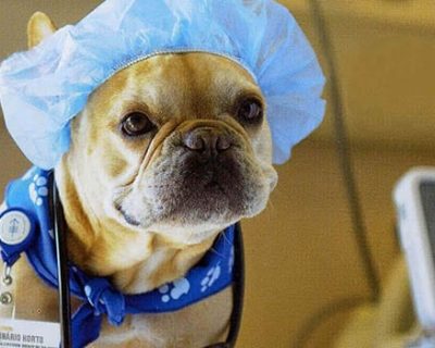 Curso Cuidados Clínicos No Pós-Operatório De Cães e Gatos