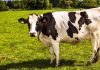 Curso De Inseminação Artificial Em Animais