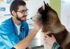Curso Ortopedia Veterinária