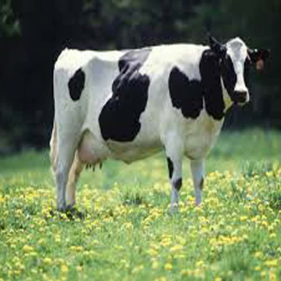 Curso de Inseminação Artificial em Animais Curso de Inseminação Artificial em Animais