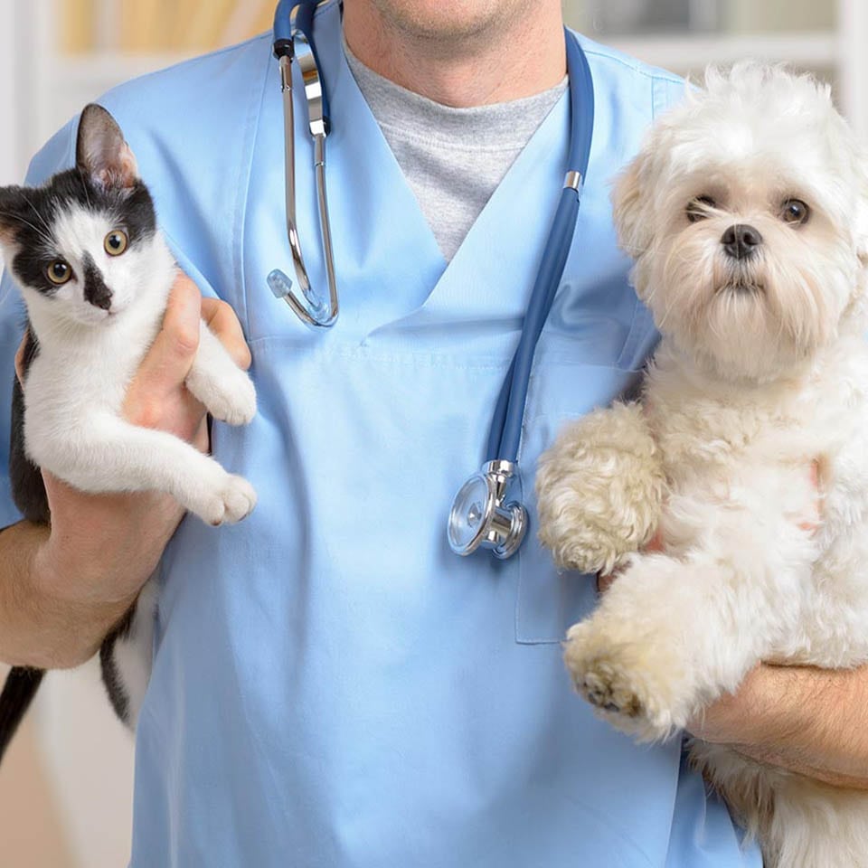 Curso Cuidados Clínicos no Pós-operatório de Cães e Gatos Curso Cuidados Clínicos no Pós-operatório de Cães e Gatos