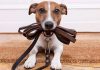 Curso de Adestramento de Cães
